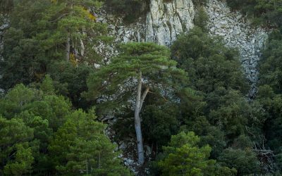 Forests and health