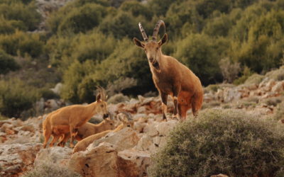 Encouraging news for the Nubian Ibex