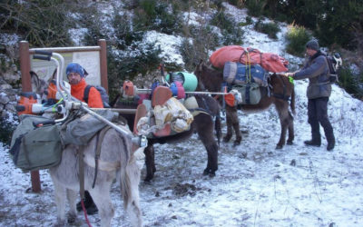 Mediterranean Environments and Pastoralism