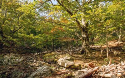 Forest Management and Climate Change