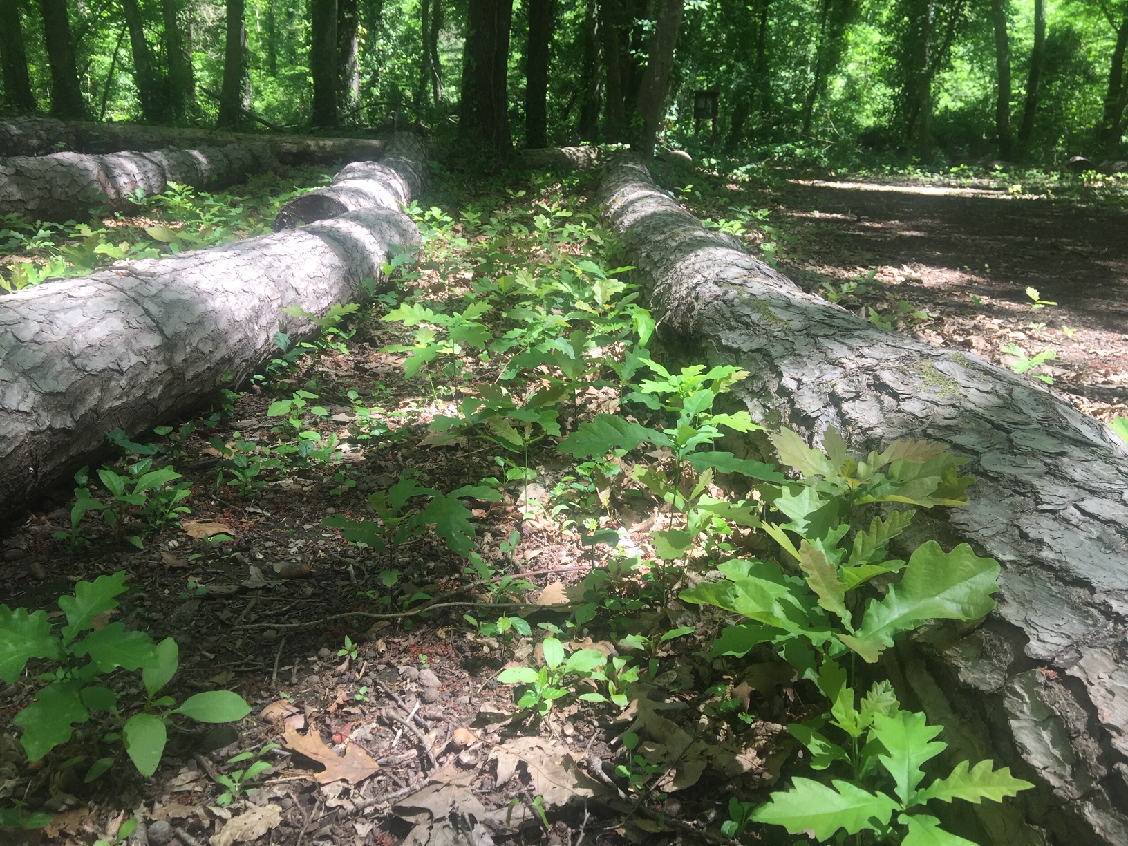 Log Horizon Scan Vf 1 2021 Horizon Scan | MEDFORVAL