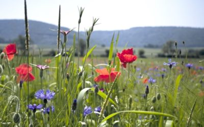 European Partnership on Biodiversity