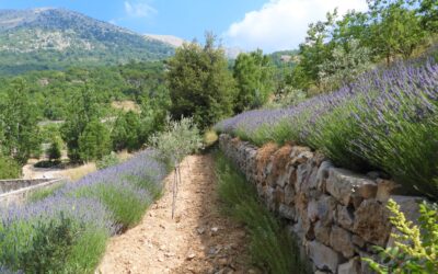 Forest and Landscape Restoration in the Shouf Biosphere Reserve